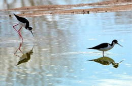 Himantopus mexicanus - Black-necked Stilt