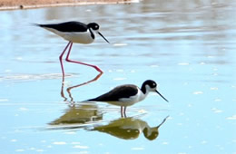 Himantopus mexicanus - Black-necked Stilt