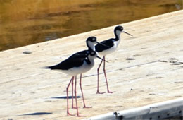 Himantopus mexicanus - Black-necked Stilt