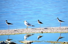 Himantopus mexicanus - Black-necked Stilt