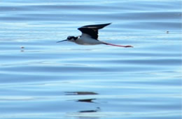 Himantopus mexicanus - Black-necked Stilt