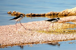 Himantopus mexicanus - Black-necked Stilt