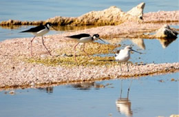 Himantopus mexicanus - Black-necked Stilt