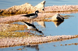 Himantopus mexicanus - Black-necked Stilt