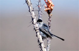 Polioptila melanura - Black-tailed Gnatcatcher