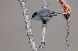 Polioptila melanura - Black-tailed Gnatcatcher