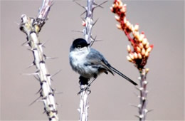 Polioptila melanura - Black-tailed Gnatcatcher