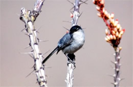 Polioptila melanura - Black-tailed Gnatcatcher