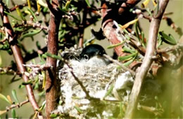 Polioptila melanura - Black-tailed Gnatcatcher on Nest