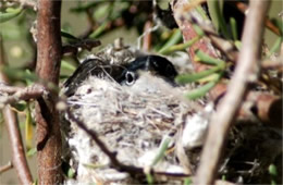 Polioptila melanura - Black-tailed Gnatcatcher on Nest