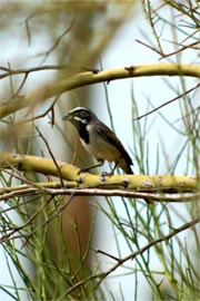 Black-throated Sparrow