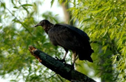 Coragyps atratus - Black Vulture