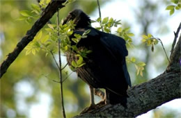 Coragyps atratus - Black Vulture