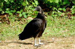 Coragyps atratus - Black Vulture