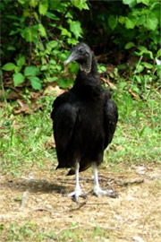 Coragyps atratus - Black Vulture