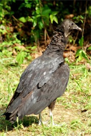 Coragyps atratus - Black Vulture