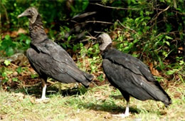 Coragyps atratus - Black Vulture