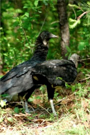 Coragyps atratus - Black Vulture