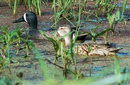 blue winged teal pair