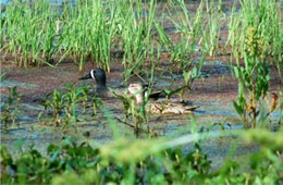 blue winged teal pair