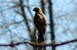 Buteo platypterus - Broad-winged Hawk