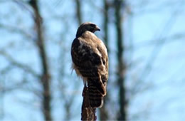 Buteo platypterus - Broad-winged Hawk