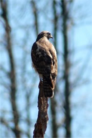 Buteo platypterus - Broad-winged Hawk