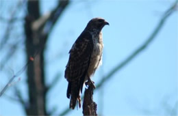 Buteo platypterus - Broad-winged Hawk
