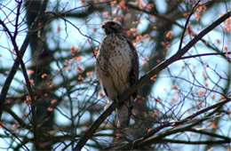 Buteo platypterus - Broad-winged Hawk