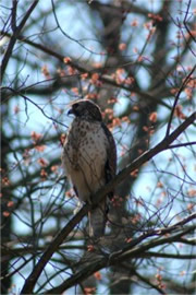 Buteo platypterus - Broad-winged Hawk