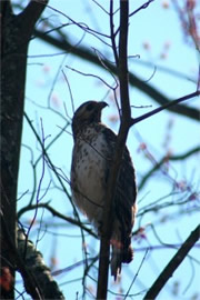 Buteo platypterus - Broad-winged Hawk