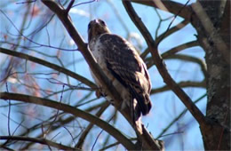 Buteo platypterus - Broad-winged Hawk