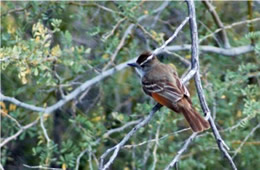 Myiarchus tyrannulus - Brown-crested Flycatcher