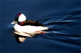 Bucephala albeola - Bufflehead