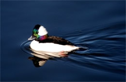 Bucephala albeola - Bufflehead Duck