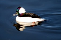 Bucephala albeola - Bufflehead Duck