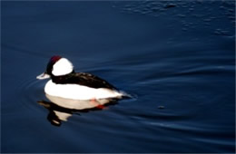 Bucephala albeola - Bufflehead Duck