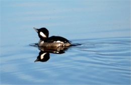 Bucephala albeola - Bufflehead