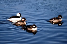 Bucephala albeola - Bufflehead Ducks