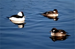 Bucephala albeola - Bufflehead