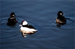 Bucephala albeola - Bufflehead Ducks