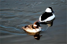 Bucephala albeola - Bufflehead Duck Pair