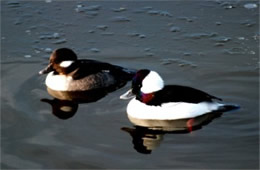 Bucephala albeola - Bufflehead Ducks