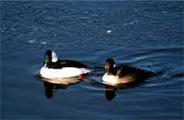 Bucephala albeola - Bufflehead Ducks