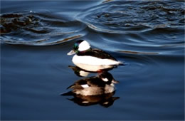 Bucephala albeola - Bufflehead Ducks