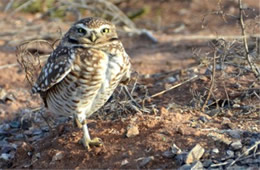 Athene cunicularia - Burrowing Owl