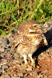 Athene cunicularia - Burrowing Owl