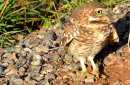 Athene cunicularia - Burrowing Owl