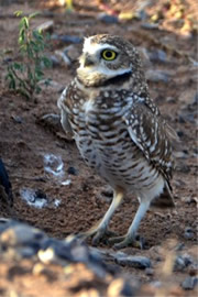 Athene cunicularia - Burrowing Owl