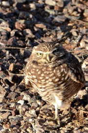 Athene cunicularia - Burrowing Owl